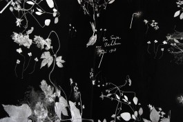 Ebba Fransén Waldhör