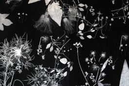 Ebba Fransén Waldhör