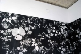 Ebba Fransén Waldhör