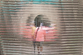 Ebba Fransén Waldhör