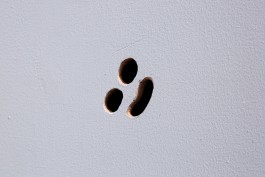 Ebba Fransén Waldhör